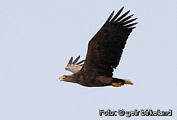 White-tailed eagle female