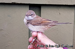 Common Whitethroat