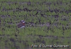 Rdbrystlo (Charadrius asiaticus)