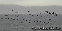 Migrating brent geese.