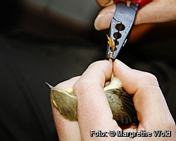 Willow warbler being ringed.