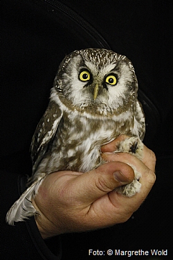 Tengmalm's owl.