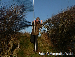 Mist nets are dismantled before the winter.