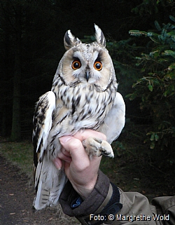 Long-eared owl (<i>Asio otus</i>)
