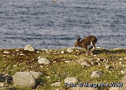 A hare in Vgsvollvika