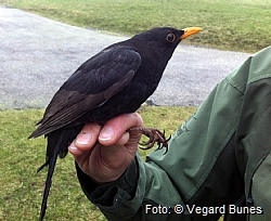 Male blackbird