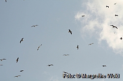 Gulls against the sky