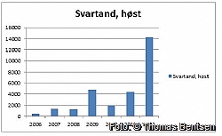 Svartand