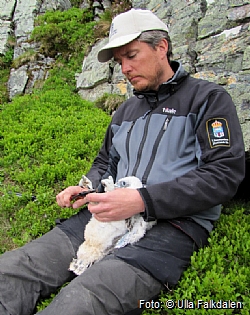 The ringing of the gyrfalcon