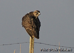 The gyrfalcon at Hanangermona this winter.