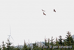 Migrating common buzzards above Lebeltet