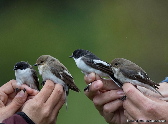 Pied Flycatcher have been ringed with record numbers this spring.