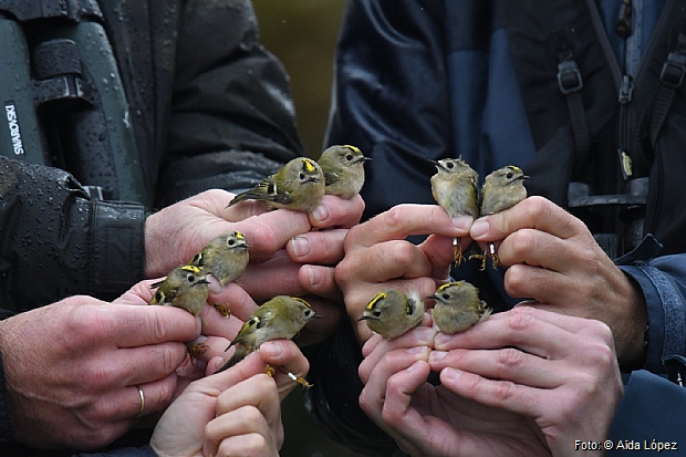 Ringed Goldcrests