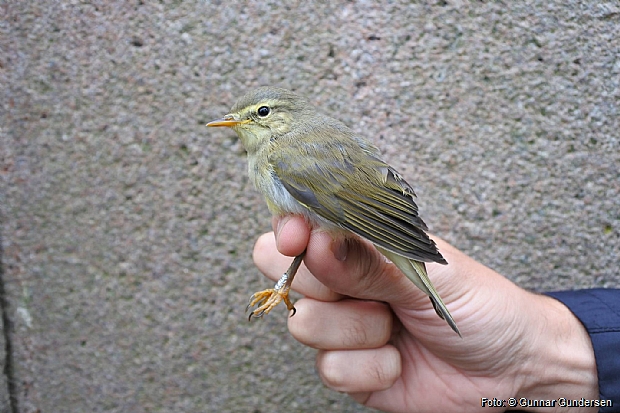 Willow Warbler