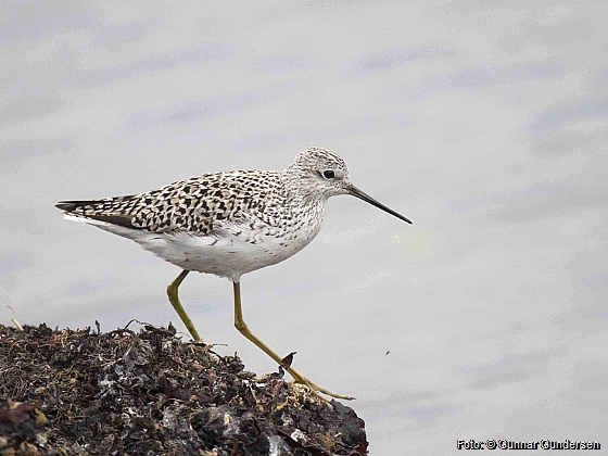 Damsnipe (Tringa stagnatilis)