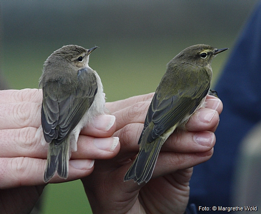 Two sub-species of chiff chaff.