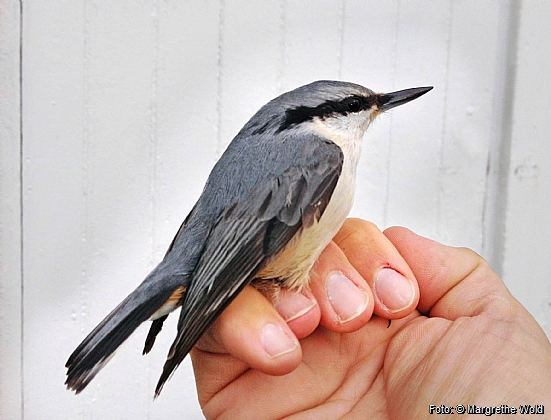 Nuthatch