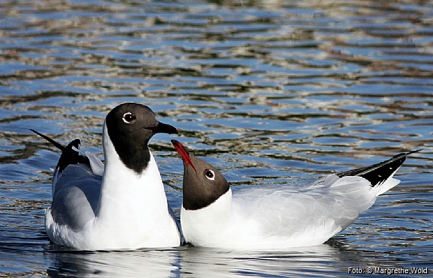 Black-headed gulls in courtship display