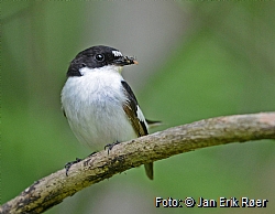 Pied flycatcher (<i>Ficedula hypoleuca</i>)