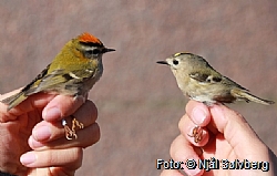 Firecrest and Goldcrest, 30.03.2016