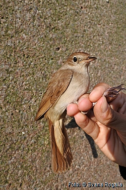 Common Nightingale, 01.06.2016