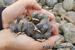 Young Wheatears with colour ring