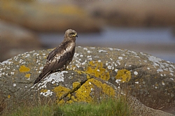 Black Kite