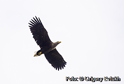 White-tailed Eagle