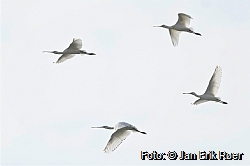 Eurasian Spoonbill