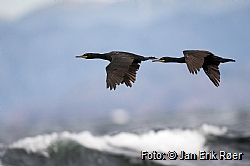 European Shag