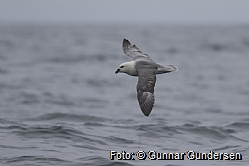 Fulmar