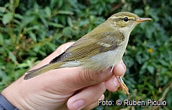 Arctic Warbler