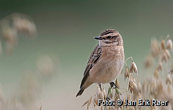 Whinchat