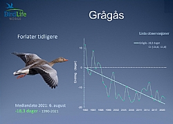 The Greylag Goose migrates approx. 18 days earlier