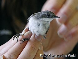 Lesser white throath being ringed