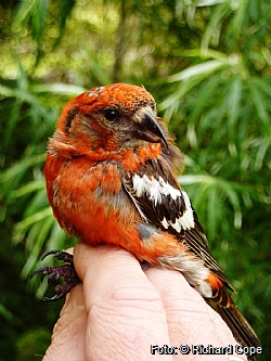 Adult two-barred crossbill male.