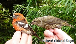 Two-barred crossbill and common crossbill