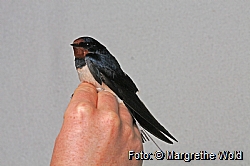 Swallow in the ringing room.