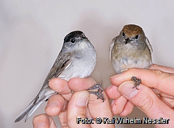 Blackcap, male and female