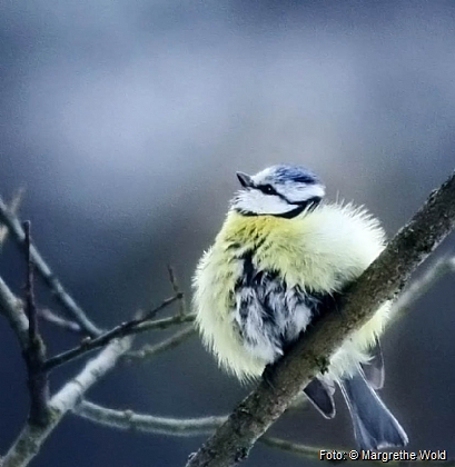 Blue tit grooming in spring