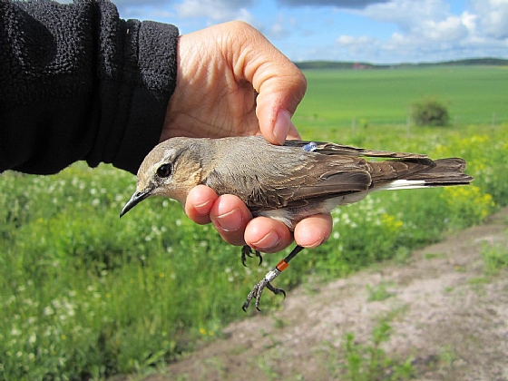 Hunn steinskvett med lyslogger, Sverige, mai 2012.