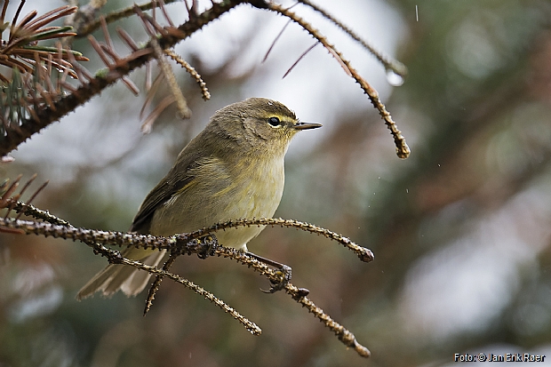 Chiffchaff, Lista 2016.