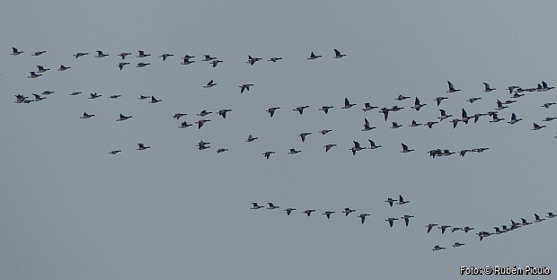 Brent Geese migrating NW this spring