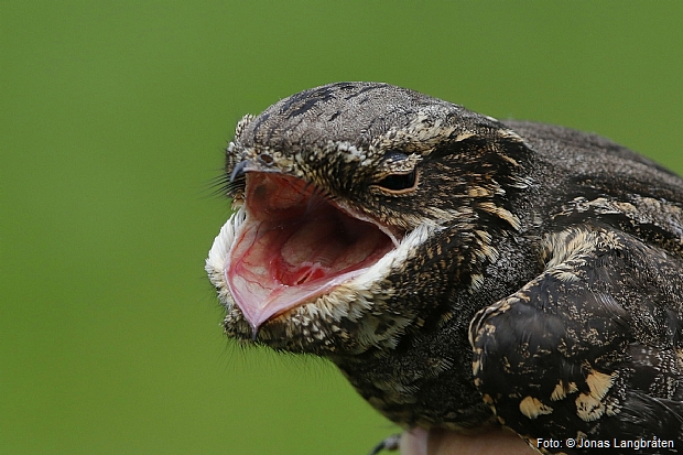 Nightjar