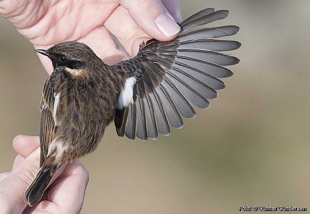 Stonechat