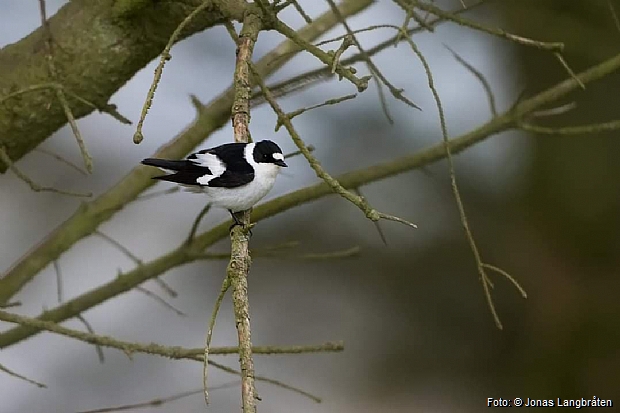 Collared Flycatcher