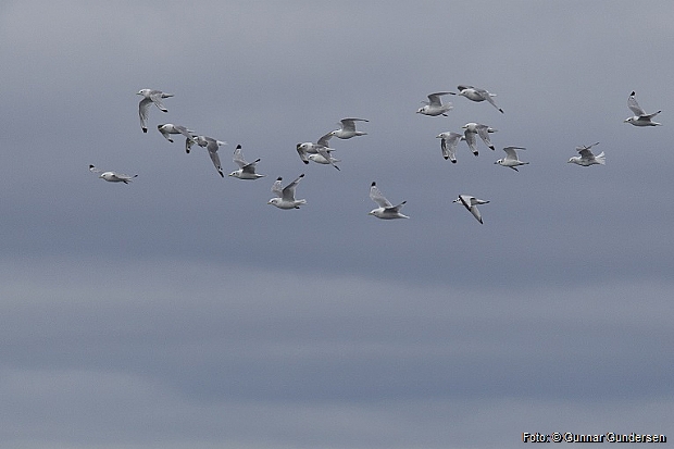 Black-legged Kittiwake