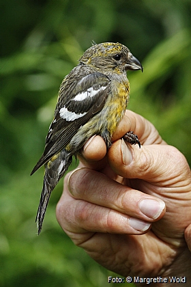 Bndkorsnebb (Loxia leucoptera)