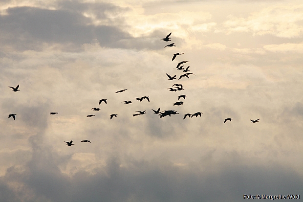 Flock of geese migrating south