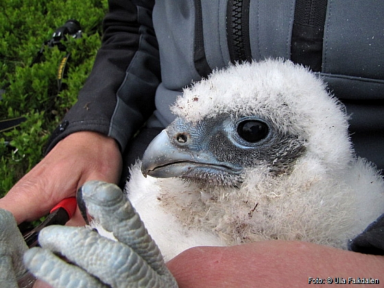 The gyrfalcon chick being ringed